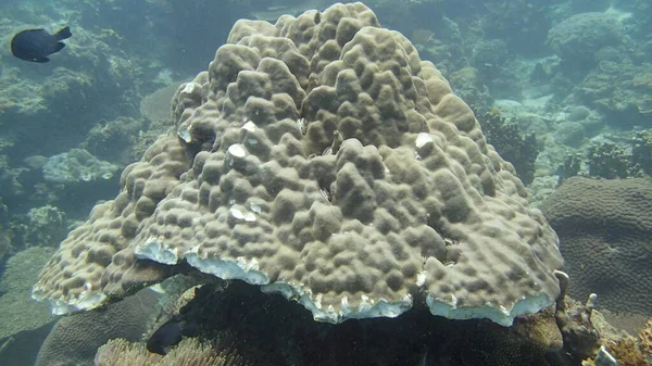 Malezya 'nın Tioman adasındaki mercan kayalıklarında mercan bulundu.