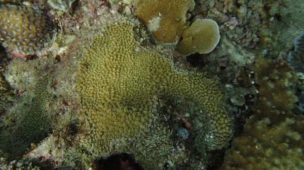 Coral Encontrado Área Arrecifes Coral Isla Tioman Malasia — Foto de Stock