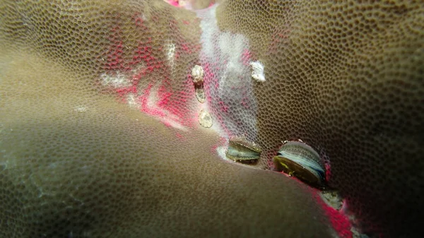 Corallo Trovato Nella Zona Della Barriera Corallina Sull Isola Tioman — Foto Stock