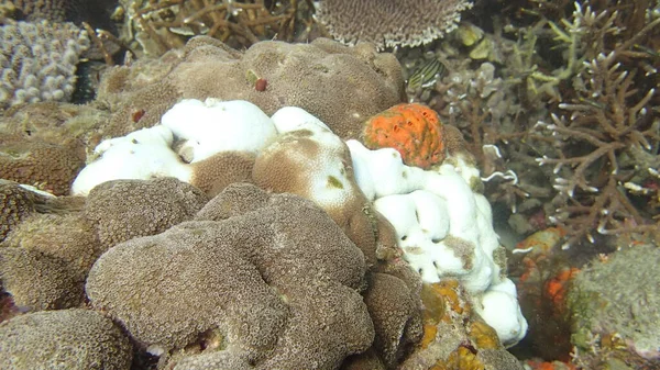 Coral Encontrado Área Recife Coral Ilha Tioman Malásia — Fotografia de Stock