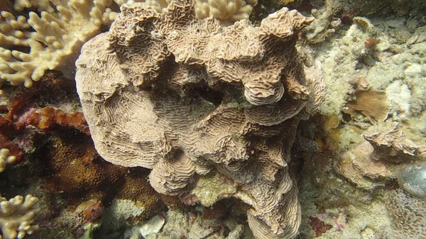 Coral Found Coral Reef Area Tioman Island Malaysia — Stock Photo, Image