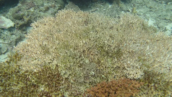 Coral Encontrado Área Recife Coral Ilha Tioman Malásia — Fotografia de Stock