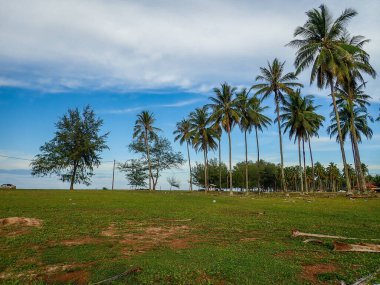 Arka planda hindistan cevizi ağacı olan gün batımında manzara