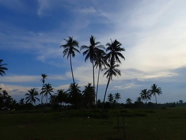 Paysage Pendant Coucher Soleil Avec Cocotier Arrière Plan — Photo