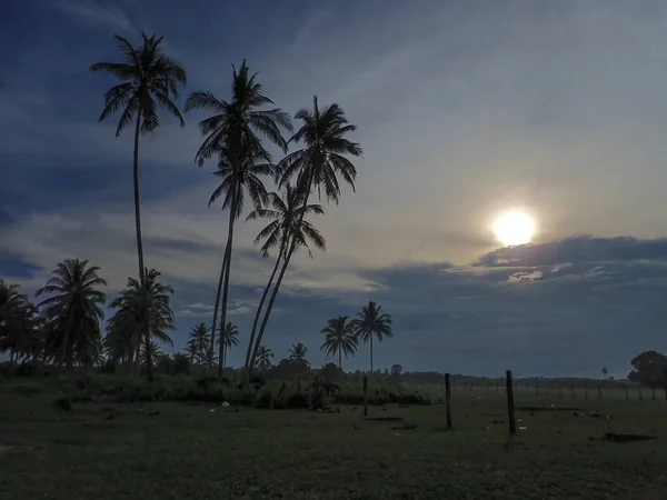 Cenário Durante Pôr Sol Com Coqueiro Fundo — Fotografia de Stock