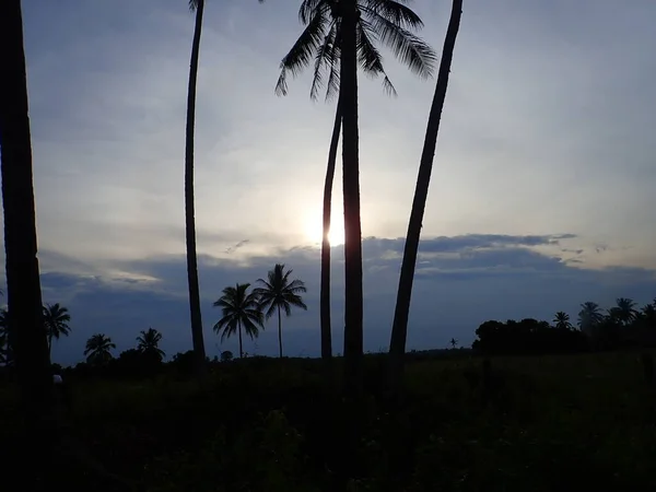 Landschaft Bei Sonnenuntergang Mit Kokospalmen Hintergrund — Stockfoto