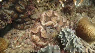 Malezya 'nın Tioman adasındaki mercan resiflerinde hastalıklı mercanlar bulundu.