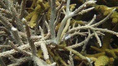 Malezya 'nın Tioman adasındaki mercan resiflerinde hastalıklı mercanlar bulundu.