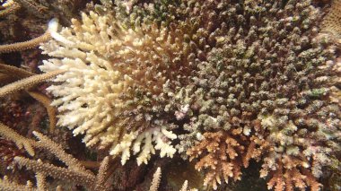 Malezya 'nın Tioman adasındaki mercan resiflerinde hastalıklı mercanlar bulundu.