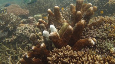 Malezya 'nın Tioman adasındaki mercan resiflerinde hastalıklı mercanlar bulundu.