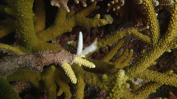 Malezya 'nın Tioman adasındaki mercan resiflerinde hastalıklı mercanlar bulundu.