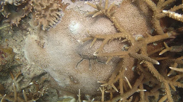 马来西亚蒂奥曼岛珊瑚礁地区发现的带有疾病的珊瑚 — 图库照片