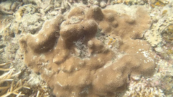 Malezya 'nın Tioman adasındaki mercan resiflerinde hastalıklı mercanlar bulundu.