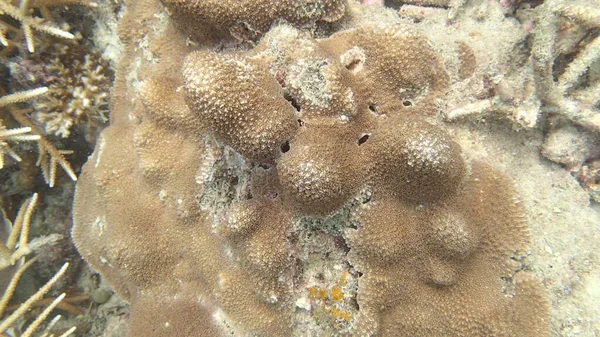 Coral Com Doença Encontrada Área Recife Coral Ilha Tioman Malásia — Fotografia de Stock