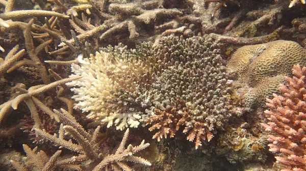 马来西亚蒂奥曼岛珊瑚礁地区发现的带有疾病的珊瑚 — 图库照片