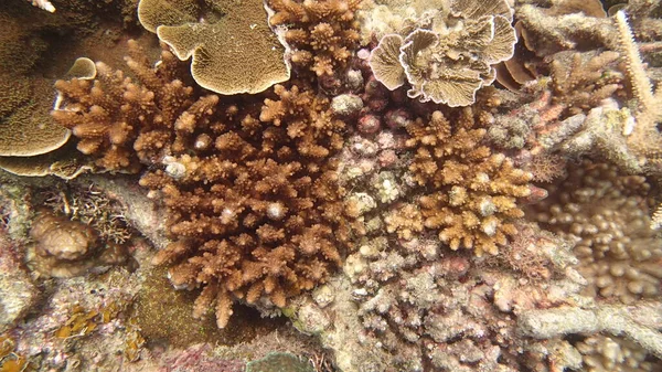 Coral Com Doença Encontrada Área Recife Coral Ilha Tioman Malásia — Fotografia de Stock