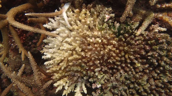 Koralowiec Chorobą Znalezioną Rafie Koralowej Wyspie Tioman Malezja — Zdjęcie stockowe