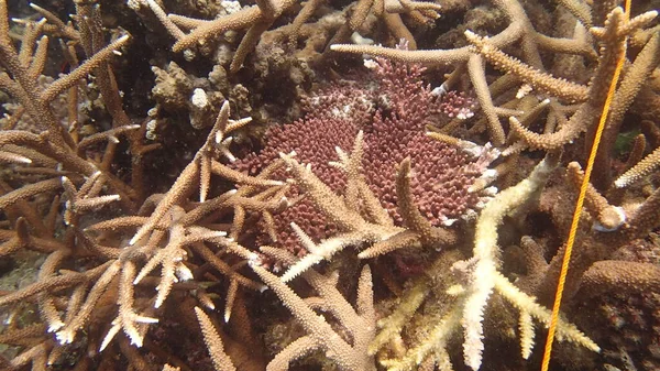 Coral Com Doença Encontrada Área Recife Coral Ilha Tioman Malásia — Fotografia de Stock