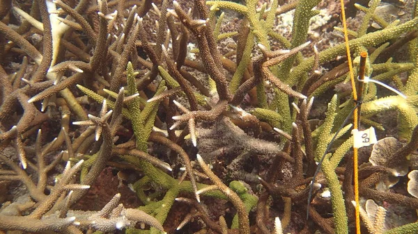 Corail Avec Maladie Trouvé Dans Zone Récif Corallien Dans Île — Photo