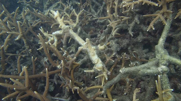 Coral Con Enfermedad Encontrada Zona Del Arrecife Coral Isla Tioman — Foto de Stock