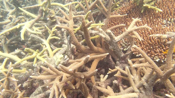 Corallo Con Malattia Trovato Nella Zona Della Barriera Corallina Nell — Foto Stock