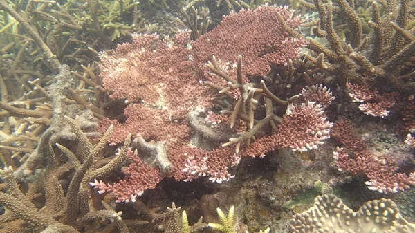 Coral Disease Found Coral Reef Area Tioman Island Malaysia — Stock Photo, Image