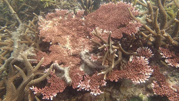 Koralowiec Chorobą Znalezioną Rafie Koralowej Wyspie Tioman Malezja — Zdjęcie stockowe
