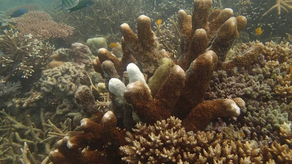 Coral Con Enfermedad Encontrada Zona Del Arrecife Coral Isla Tioman — Foto de Stock