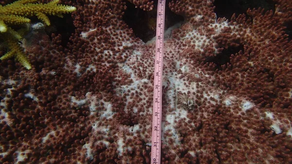 Malezya 'nın Tioman adasındaki mercan resiflerinde hastalıklı mercanlar bulundu.