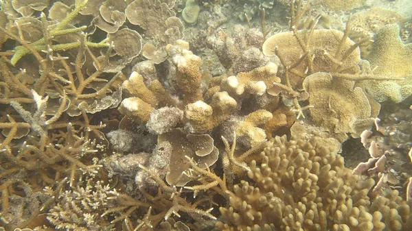 Coral Com Doença Encontrada Área Recife Coral Ilha Tioman Malásia — Fotografia de Stock