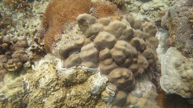 Malezya 'nın Tioman adasındaki mercan kayalıklarında mercan bulundu.