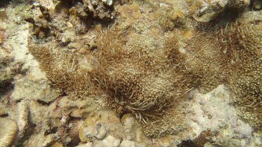 Malezya 'nın Tioman adasındaki mercan kayalıklarında mercan bulundu.