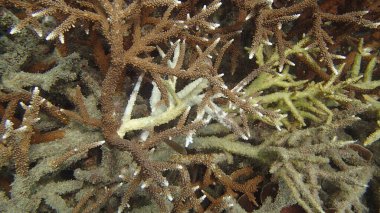 Malezya 'nın Tioman adasındaki mercan kayalıklarında mercan bulundu.