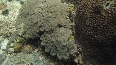 Malezya 'nın Tioman adasındaki mercan kayalıklarında mercan bulundu.