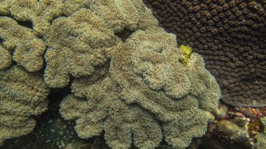 Malezya 'nın Tioman adasındaki mercan kayalıklarında mercan bulundu.