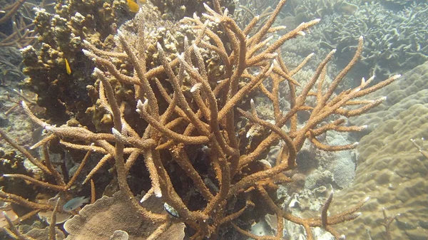 Coral Encontrado Área Recife Coral Ilha Tioman Malásia — Fotografia de Stock