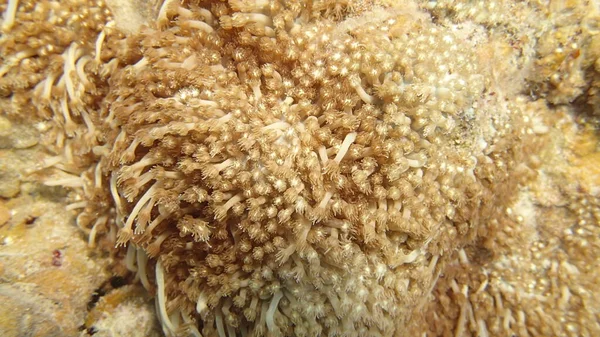 マレーシアのティオマン島のサンゴ礁地域で発見されたサンゴ — ストック写真