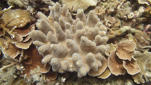Coral Encontrado Área Arrecifes Coral Isla Tioman Malasia —  Fotos de Stock