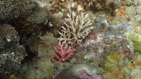 在马来西亚蒂奥曼岛珊瑚礁地区发现的珊瑚 — 图库照片