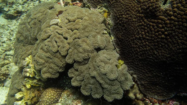 Corallo Trovato Nella Zona Della Barriera Corallina Sull Isola Tioman — Foto Stock