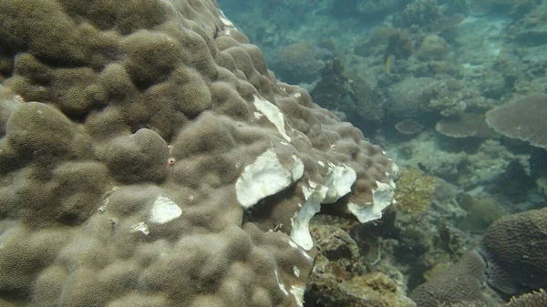 Malezya 'nın Tioman adasındaki mercan kayalıklarında mercan bulundu.