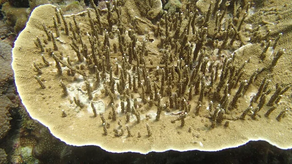 Malezya 'nın Tioman adasındaki mercan kayalıklarında mercan bulundu.