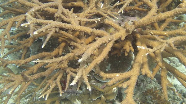 Koralowiec Znaleziony Rafie Koralowej Wyspie Tioman Malezja — Zdjęcie stockowe
