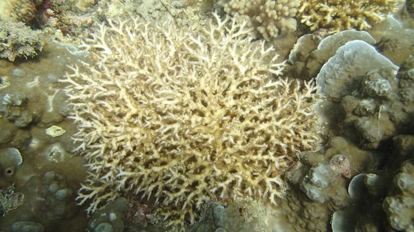 Coral Encontrado Área Arrecifes Coral Isla Tioman Malasia — Foto de Stock