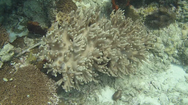 マレーシアのティオマン島のサンゴ礁地域で発見されたサンゴ — ストック写真