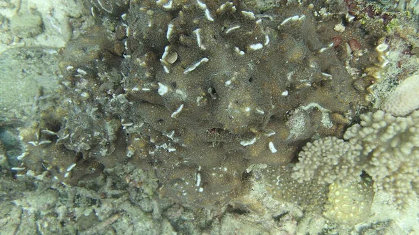 Coral Encontrado Área Arrecifes Coral Isla Tioman Malasia —  Fotos de Stock