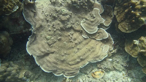 Corallo Trovato Nella Zona Della Barriera Corallina Sull Isola Tioman — Foto Stock