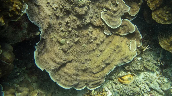 Coral Βρέθηκαν Κοραλλιογενή Ύφαλο Περιοχή Στο Νησί Tioman Μαλαισία — Φωτογραφία Αρχείου