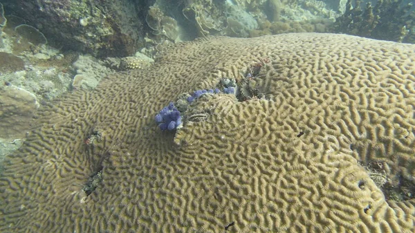 マレーシアのティオマン島のサンゴ礁地域で発見されたサンゴ — ストック写真