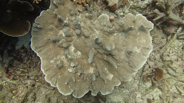 Corallo Trovato Nella Zona Della Barriera Corallina Sull Isola Tioman — Foto Stock